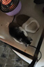 舒腾中华田园小猫咪活体田园猫宠物家养猫咪橘猫幼猫活体土猫狸花猫咪 田园级 随缘 公（幼猫两个月左右） 实拍图