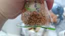 扬子江炒米1000g（约24包）原味香脆炒米休闲零食独立小包 实拍图