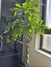植男植女三层幸福树造型绿宝盆栽客厅室内大型绿植办公室乔迁新居源头直发 实拍图