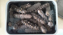参王朝 大连底播淡干海参干货辽刺参海鲜水产礼盒 7A 实惠装尊品9年 250g*1盒 20-30头 实拍图