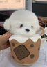威尔通（WELTSTON）博美小狗公仔礼品毛绒玩具玩偶儿童生日礼物女生 茶杯犬斜跨背包 实拍图