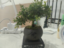 开时果 小叶赤楠盆景中式禅意植物 金丝楠木盆栽办公室内桌面老桩绿植 【热销款】舍得紫砂盆+苔藓+底座 实拍图