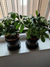 【八方来财】发财树鸭脚木盆栽四季常青桌面防辐射花卉盆景 八方来财20厘米4颗【加仑盆】 送肥料 实拍图