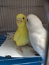朗缤 鹦鹉活体鸟活物虎皮鹦鹉宠物活鸟玄凤鹦鹉手养鸟会说话幼鸟幼崽 白红眼+黄红眼（一公一母） 实拍图