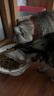 好主人（CARE）金装好主人猫粮2.0 成猫幼猫蓝猫英短通用【试吃装】金装成猫400g 实拍图