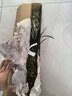 华香园春兰老八种【宋梅】兰花苗浓香型养兰入门室内耐阴绿植花卉 宋梅 1棵3苗 不带花苞 裸根发货 实拍图