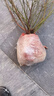 蓝莓树苗南方北方庭院阳台地栽盆栽种植大果苗耐寒耐热果树苗大全 蓝莓苗：7年苗50-60CM【春季带花或带果】无盆 实拍图