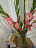 粉红色剑兰节节高鲜花年宵花广州发春节装饰情人节礼物长65-70cm 粉色剑兰8支 实拍图