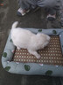 licheers猫狗窝凉席小型犬宠物猫咪睡垫夏季床垫泰迪中大型犬狗垫子 S号 实拍图