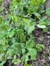 播种心情家庭种植蔬菜种子大全四季播种阳台盆栽农家庭院小菜园有机香菜菠 荷兰豆种子2包 实拍图