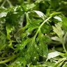 艾草新鲜食用蔬菜现摘清明草粑粑青团3斤顺丰艾叶新鲜艾草叶 【顺丰快递】 250g 实拍图