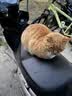 猫人【生蚝素养护】内裤男士平角裤男生莫代尔无痕高端轻奢四角短裤 实拍图