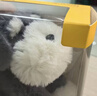 babycare毛绒小旋风玩具玩偶生日礼物送女生儿童可爱挂件钥匙扣雪纳瑞 实拍图