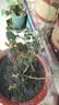 【带果发货】蓝莓树果苗蓝莓苗盆栽地栽果苗带大果南北方种植苗 【中苗】奥尼尔_40-50cm高/带果发货 实拍图