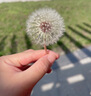 绿有意绿萝盆栽除甲醛室内好养花卉植物绿萝批发办公室新房装修净化空气 120#绿加仑吸水盆10盆+4肥 带盆带土发货 实拍图