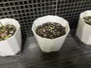 农宝懒人自动吸水花盆塑料树脂简约绿萝箩多肉室内水培花盆白色 3个装 实拍图