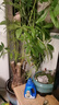 德沃多 植物营养液通用600ml水培绿植花卉盆栽花肥料发财树绿萝液体肥 实拍图