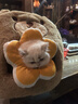 华元宠具（hoopet）猫窝保暖封闭式安全感小猫躲避屋宠物窝冬天猫窝冬季猫屋猫咪床垫 实拍图