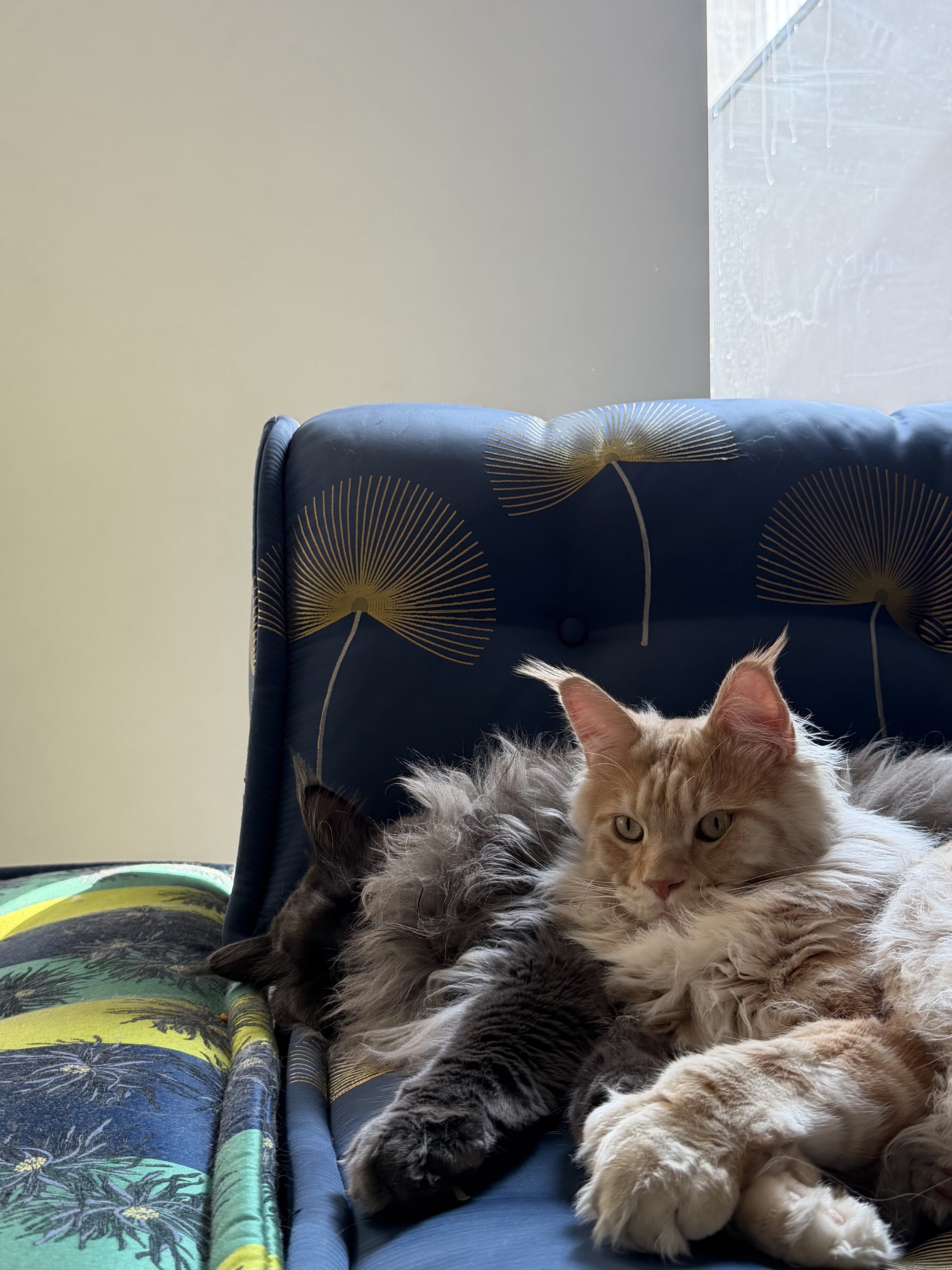 有鱼猫罐头成猫幼猫湿粮猫咪补水零食罐鸡肉口味80g*12罐 实拍图