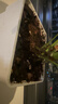 美乐棵 天南星科营养土养花花肥园艺种植土花土肥料盆栽绿植专用土壤8L 实拍图