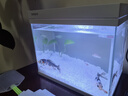 森森（SUNSUN）超白鱼缸一体缸自循环客厅水族箱桌面家用懒人免换水小型金鱼缸 超白HEJ300标配 带滤材+棉 实拍图