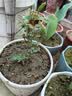 玫瑰花苗老桩绿植物盆栽月季蔷薇老根室内外阳台庭院特大花卉四季 19瑞典女王（老桩苗四季开花） 实拍图