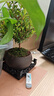 开时果 小叶赤楠盆景中式禅意植物 金丝楠木盆栽办公室内桌面老桩绿植 【热销款】舍得紫砂盆+苔藓+底座 实拍图