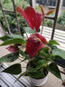 蝴蝶之舞红掌一帆风顺盆栽植物室内花卉好养土培大盆水养四季常青绿植 红掌【木桶盆】 含盆 实拍图