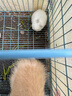 朗缤 兔子活体宠物兔活体新西兰肉兔公主兔小白荷兰侏儒活物兔子宠物 白色侏儒公主兔1只 实拍图