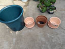 爱丽思花盆塑料深型树脂花盆特大号多肉花盆种花种菜盆爱丽丝14号军绿 实拍图