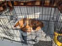 泽硕宁狗笼子大中小型犬狗窝带厕所折叠便携猫笼子超大号狗狗围栏宠物笼 黑色狗笼【加粗加固】赠厕所托盘 中大型犬【30斤内】71*50*60 无毛边/无倒刺/不卡脚 实拍图