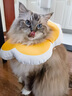 华元宠具（hoopet）狗狗伊丽莎白圈项圈小型犬宠物猫咪颈圈脖圈头套猫伊利沙白圈头罩 实拍图
