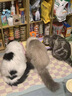 自然光环美国进口Halo【幼猫鲜肉】小猫猫粮奶猫粮大包装猫干粮增肥奶糕 【此链拍2件更划算】幼猫粮鸡肉味6磅 实拍图