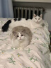 自然光环美国进口Halo【幼猫鲜肉】小猫猫粮奶猫粮大包装猫干粮增肥奶糕 【此链拍2件更划算】幼猫粮鸡肉味6磅 实拍图