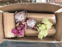 矾根花苗室外植物盆栽大苗耐寒庭院观叶组合草花小苗地栽绿植花卉 6色套餐 不含盆 实拍图