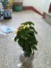 龙吐珠盆栽带花室内桌面好养花卉阳台庭院爬藤植物藤本四季开花苗 2年苗龙吐珠带花（原土原盆）20厘米 含盆 实拍图