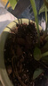 美乐棵 天南星科营养土养花花肥园艺种植土花土肥料盆栽绿植专用土壤8L 实拍图