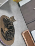 【京东物流】猫抓板磨爪猫窝一体耐磨不掉屑超大号猫玩具猫咪用品 椭圆大号+猫薄荷 实拍图