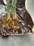 劉閣蘭花四季素心大凤素现带花苞出售有香味的花苗室内阳台绿植物花卉盆栽 3苗连体裸根 实拍图