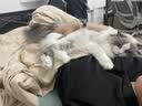 网易严选宠物冻干零食猫零食鹿肉兔肉鸽子肉冻干桶 森林混拼口味450g 实拍图