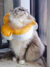 华元宠具（hoopet）狗狗伊丽莎白圈项圈小型犬宠物猫咪颈圈脖圈头套猫伊利沙白圈头罩 实拍图