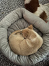 梵都宠舍 猫窝冬季保暖蛋挞猫垫子四季通用猫狗窝猫床猫咪用品宠物窝 实拍图