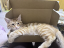 艾尔猫粮  深海鱼配方 成猫 幼猫 通用全价猫粮 500g1斤 实拍图