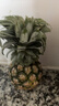 广东徐闻香水菠萝新鲜水果生鲜热带孕妇水果整箱包邮 1个装 单果1.3-1.5斤 实拍图