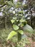 开拓者（PIONEER）小精灵3系儿童登山杖碳纤维手杖伸缩徒步拐杖马卡龙粉 实拍图