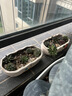 花盆绿植盆栽大口径拼盘多肉陶瓷素烧透气粗陶桌面绿植手绘小花盆 JB粗陶手绘拼盘组合2个 【看图标注】 实拍图