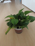 双盟 绿萝盆栽除甲醛花卉绿植办公室新房净化空气110款10盆装源头直发 实拍图