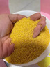 京喜自营 山西黄小米 油小米五谷杂粮月子米杂粮山西特产当季新米 【活动】山西黄小米250g 实拍图