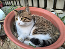 【京东快递】宠物航空箱猫咪狗狗便携猫笼子高铁空运箱托运箱车载 双拼灰黑色 49*31*31 箱子+垫片 实拍图