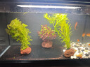 疯狂水草（FKSC）鱼缸造景专用真水草套餐净化水质懒人鱼缸水草植物直接入缸蜈蚣草 【火山石】水草新手入门3棵 实拍图